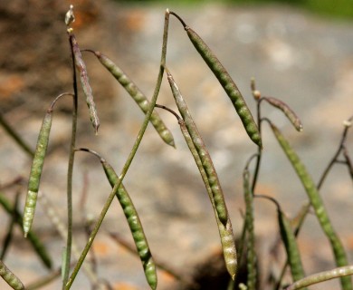 Boechera oxylobula