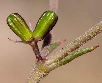 Boerhavia linearifolia