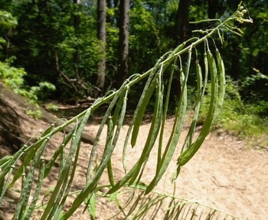 Borodinia canadensis