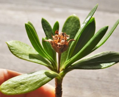 Borrichia arborescens