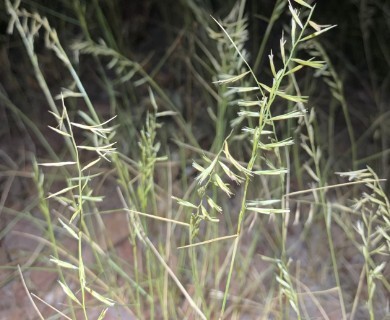 Bouteloua aristidoides