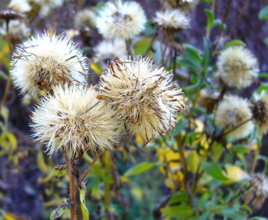 Bradburia pilosa