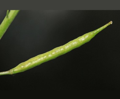 Brassica juncea