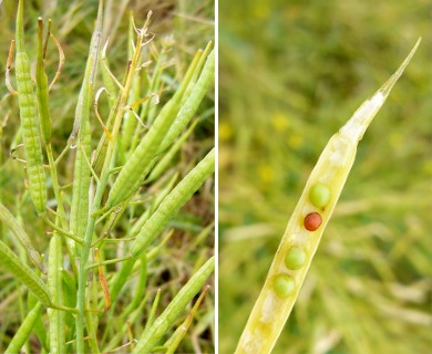 Brassica rapa