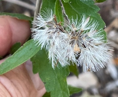 Brickellia cylindracea