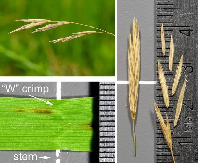 Bromus inermis