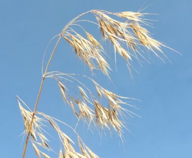 Bromus tectorum