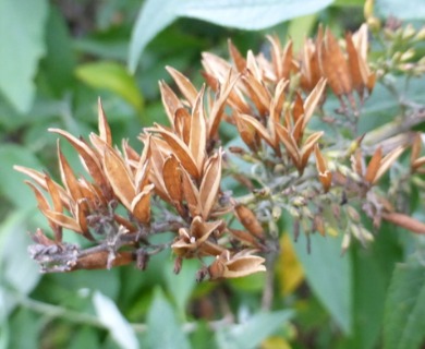 Buddleja davidii