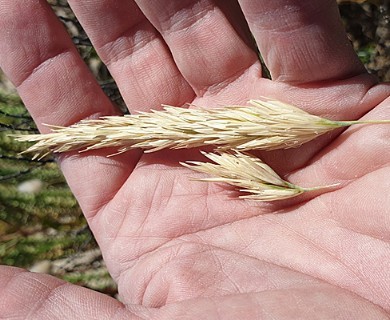 Calamagrostis arenaria