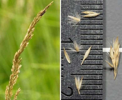 Calamagrostis canadensis