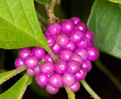 Callicarpa americana