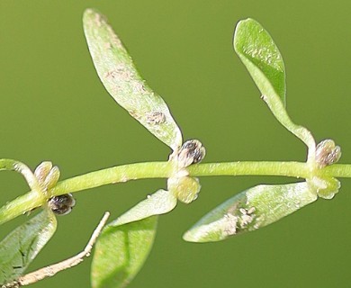 Callitriche palustris