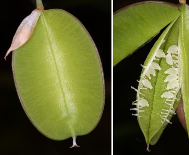 Calochortus albus