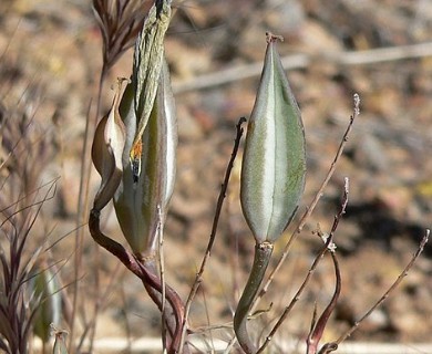 Calochortus flexuosus