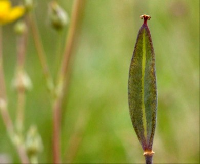 Calochortus gunnisonii