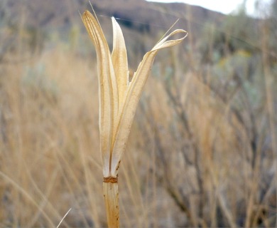 Calochortus macrocarpus