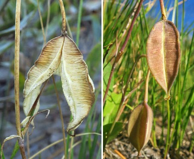 Calochortus subalpinus