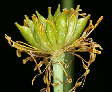 Caltha leptosepala