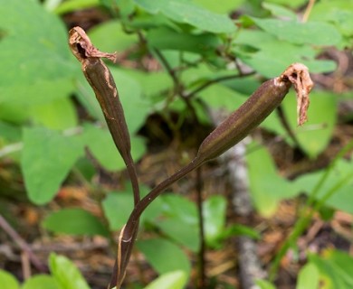 Calypso bulbosa