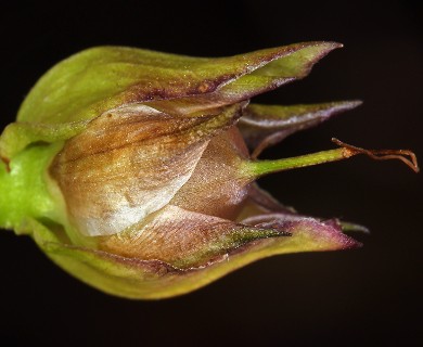 Calystegia macrostegia