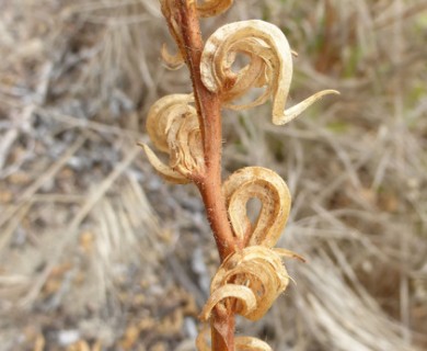 Camissoniopsis cheiranthifolia