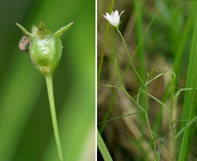 Campanula aparinoides