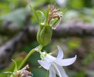 Campanula scouleri