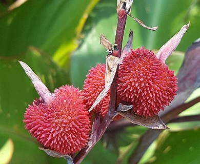 Canna indica