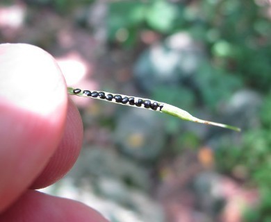 Capnoides sempervirens