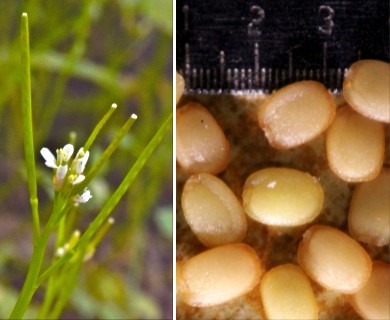 Cardamine hirsuta