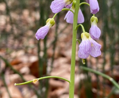 Cardamine pratensis