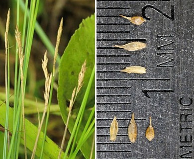 Carex bromoides