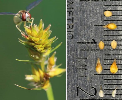 Carex cephalophora