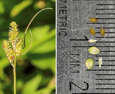 Carex hirsutella