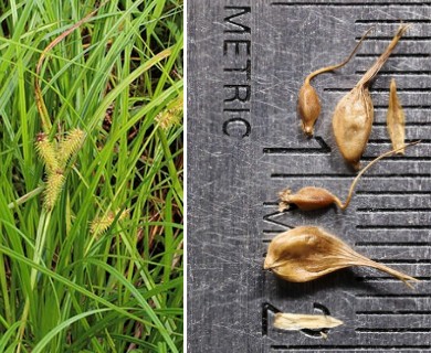 Carex retrorsa