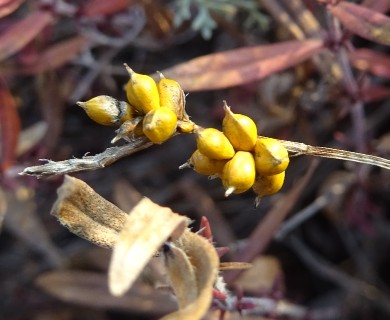 Carex supina