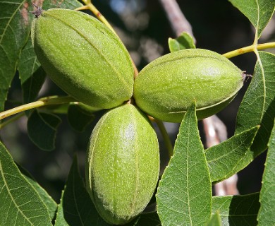 Carya illinoinensis