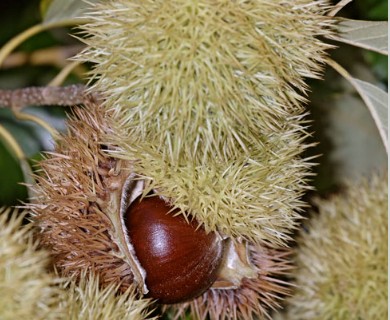 Castanea dentata