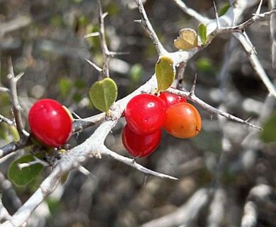 Castela peninsularis