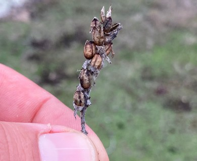 Castilleja victoriae
