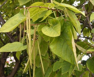 Catalpa speciosa