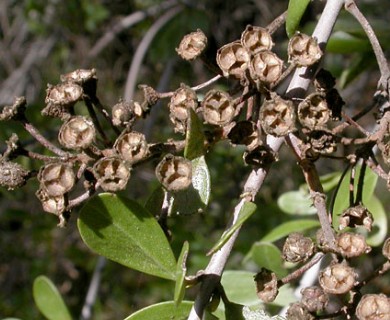 Ceanothus cuneatus