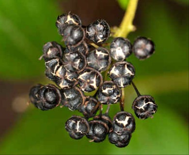 Ceanothus herbaceus