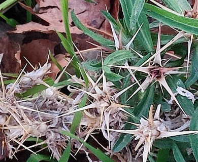 Centaurea calcitrapa