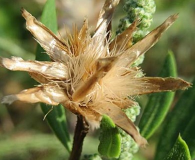 Centaurea cyanus