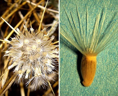 Centaurea solstitialis