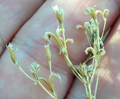 Centaurium erythraea