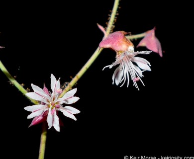 Centrostegia thurberi