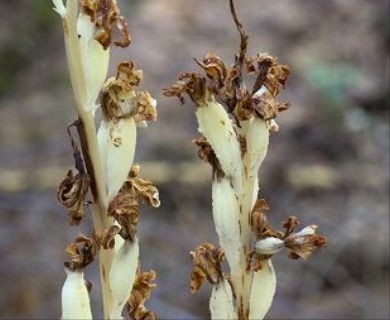 Cephalanthera austiniae