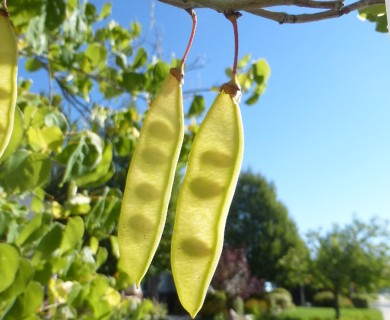 Cercis canadensis